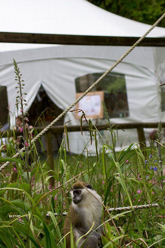Gallery Item 3 for Dartmoor Zoological Park